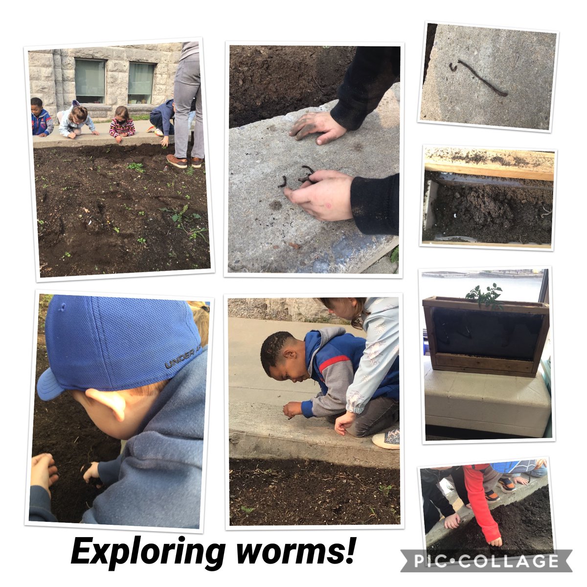 MackenzieFive's tweet photo. We’ve gone buggy in this room! From crickets to worms, our outdoor learning led to some questions about worms and compost @alcdsb_mich https://t.co/GpmQxYj65c