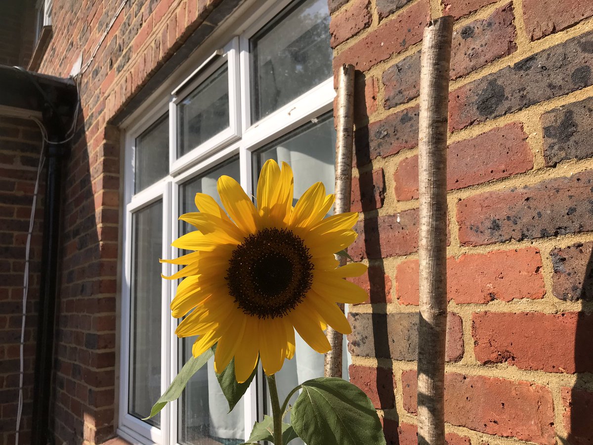 Rev_LouiseEllis's tweet photo. My most successful, and only remaining, sunflower this year. Will plant more of these next year. https://t.co/NMYlLgHf5g