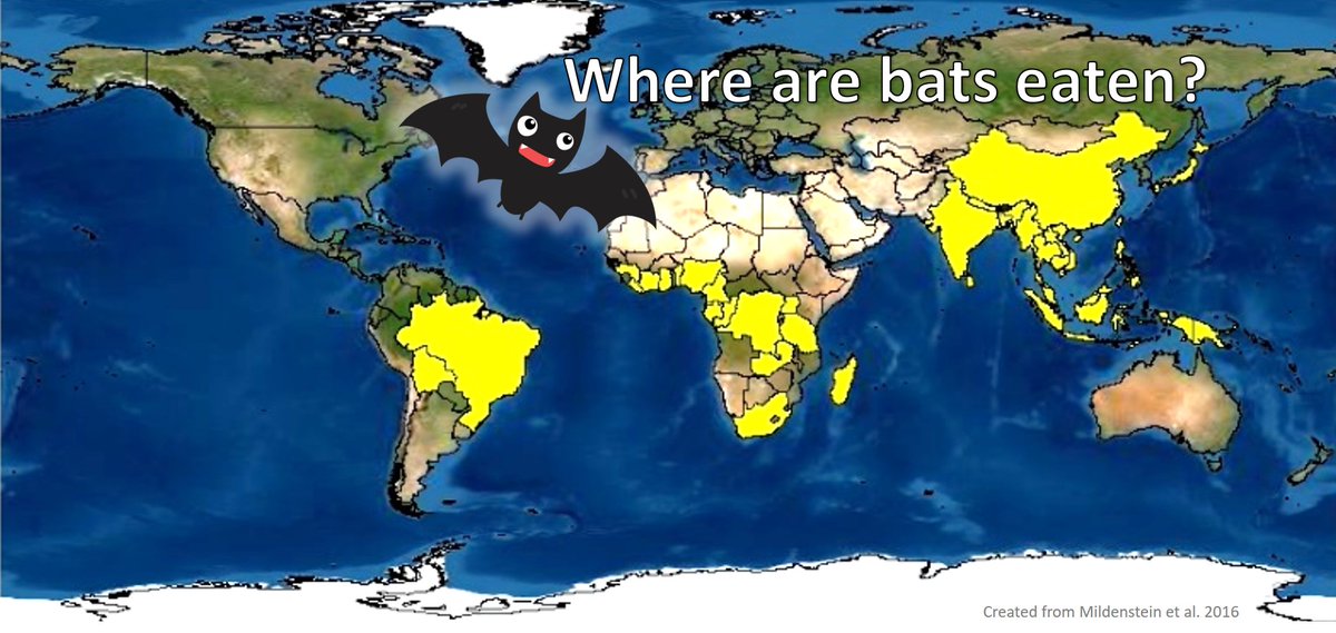 BatHuntingStudy's tweet photo. #Bats are eaten in at least 52 countries across 3 continents. Here at #TexasTech, we want to know more about why and where. Follow our journey here @BatHuntingStudy.
Map created from Mildenstein et al. https://t.co/7deNT5eJvu @IroroTanshi #hunting #gamemeat #bushmeat #KingstonLab https://t.co/kqXwTAJvK1