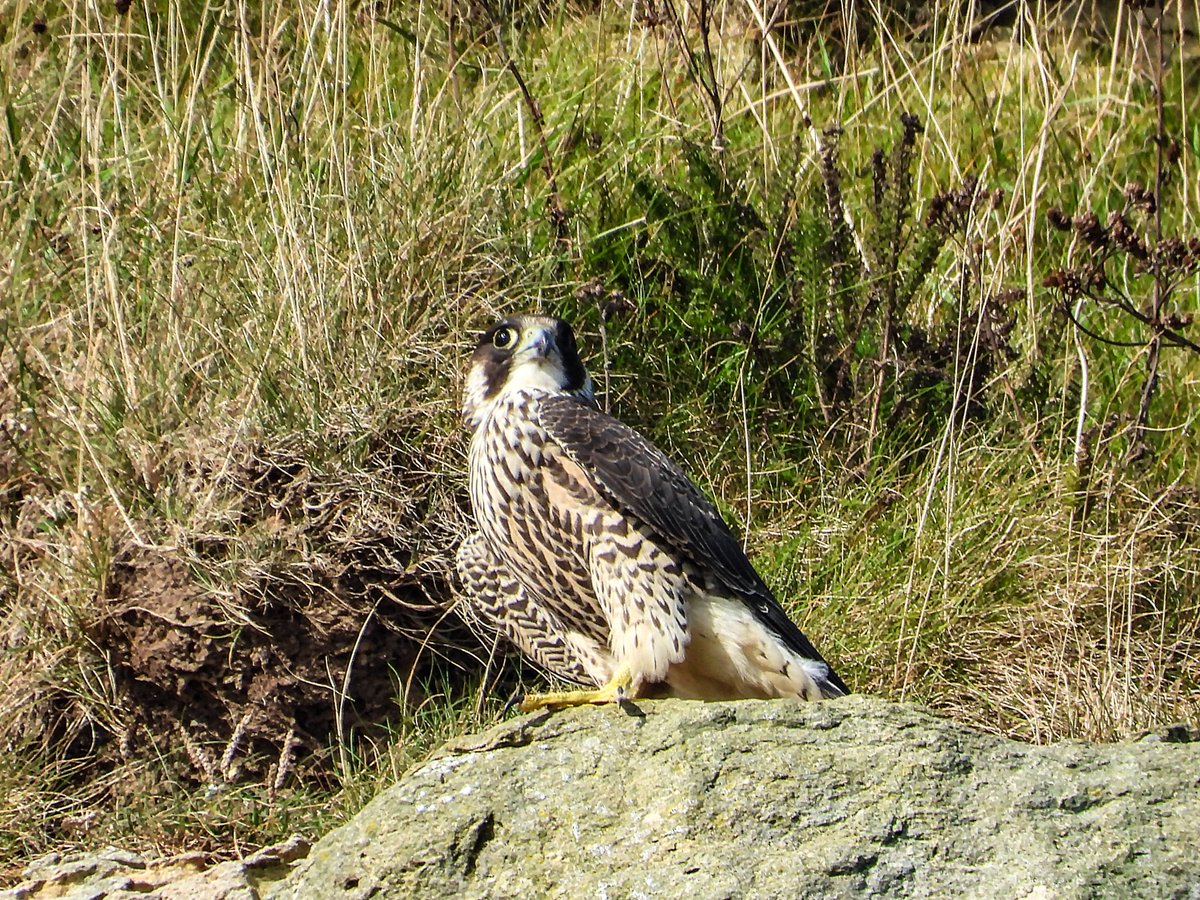 Scar_Peres's tweet photo. Well as I just said yesterday the Juveniles can make a return visit, and look what turned up this morning.Looking very fit and healthy. I think this is one of the female chicks.#peregrine #scarborough #raptor #falcon #fastest #living #creature #predator #bird #york #Bath #norwich https://t.co/W0bTKCEGqH