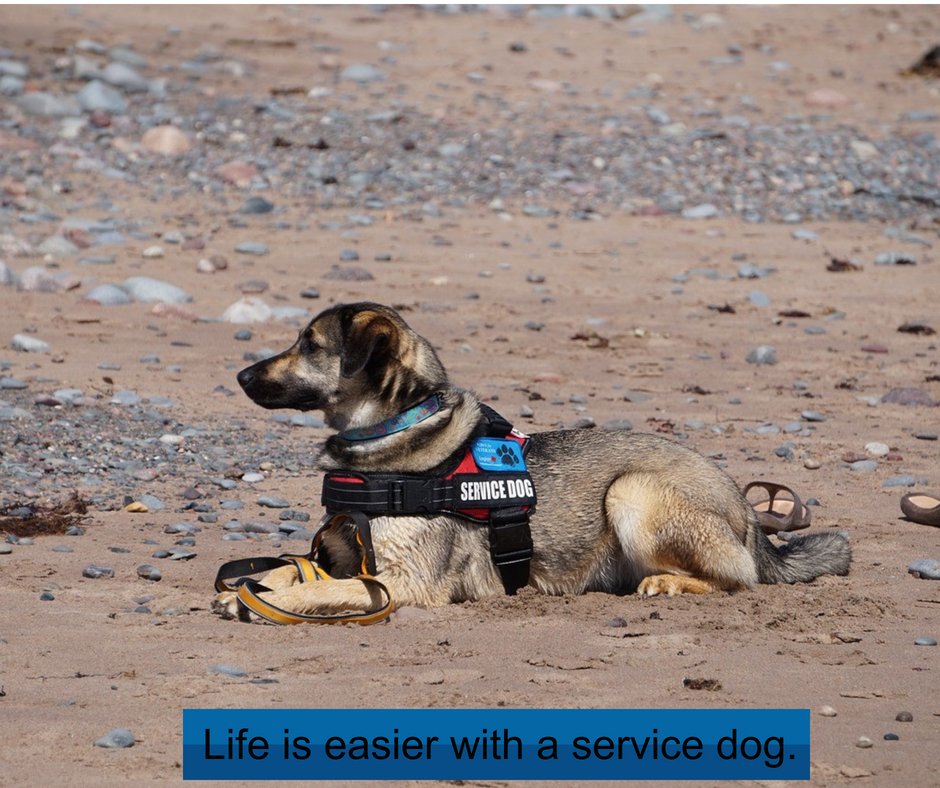 keepyourspanky's tweet photo. There are many aspects of life that service dogs make easier for those Veterans who have them, for this dog a beach visit is just one aspect. 

What life activity does your dog make easier to do? 
#servicedogs #dogs #keepyourspanky #assistancedogs #Veterans #disabilities #newbern https://t.co/FCg8231GnB