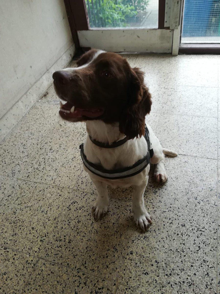 PSOSLevenmouth's tweet image. PD Poppy doin her hing this morning.  🐶 
Heroin recovered in Methil! 
#SniffTest
#GoodGirl
#ClassATeam 
#OpProspect