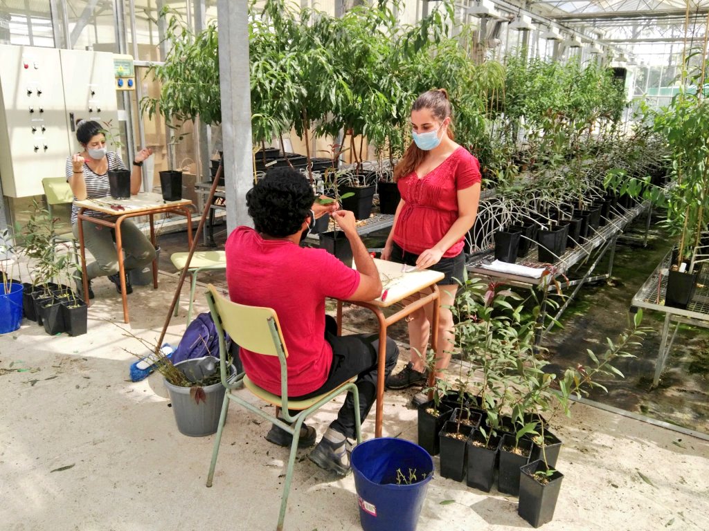 Grafting time: A day in the green house making some copies of almond x peach plants🌱😷 <a href="/CRAGENOMICA/">CRAG</a> #IRTA #PhD