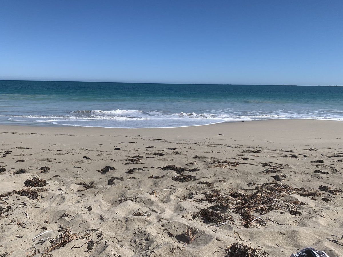 oz_nature's tweet photo. Warnbro Beach today. And yes I swan #warnbrobeach https://t.co/a6BYffygO4
