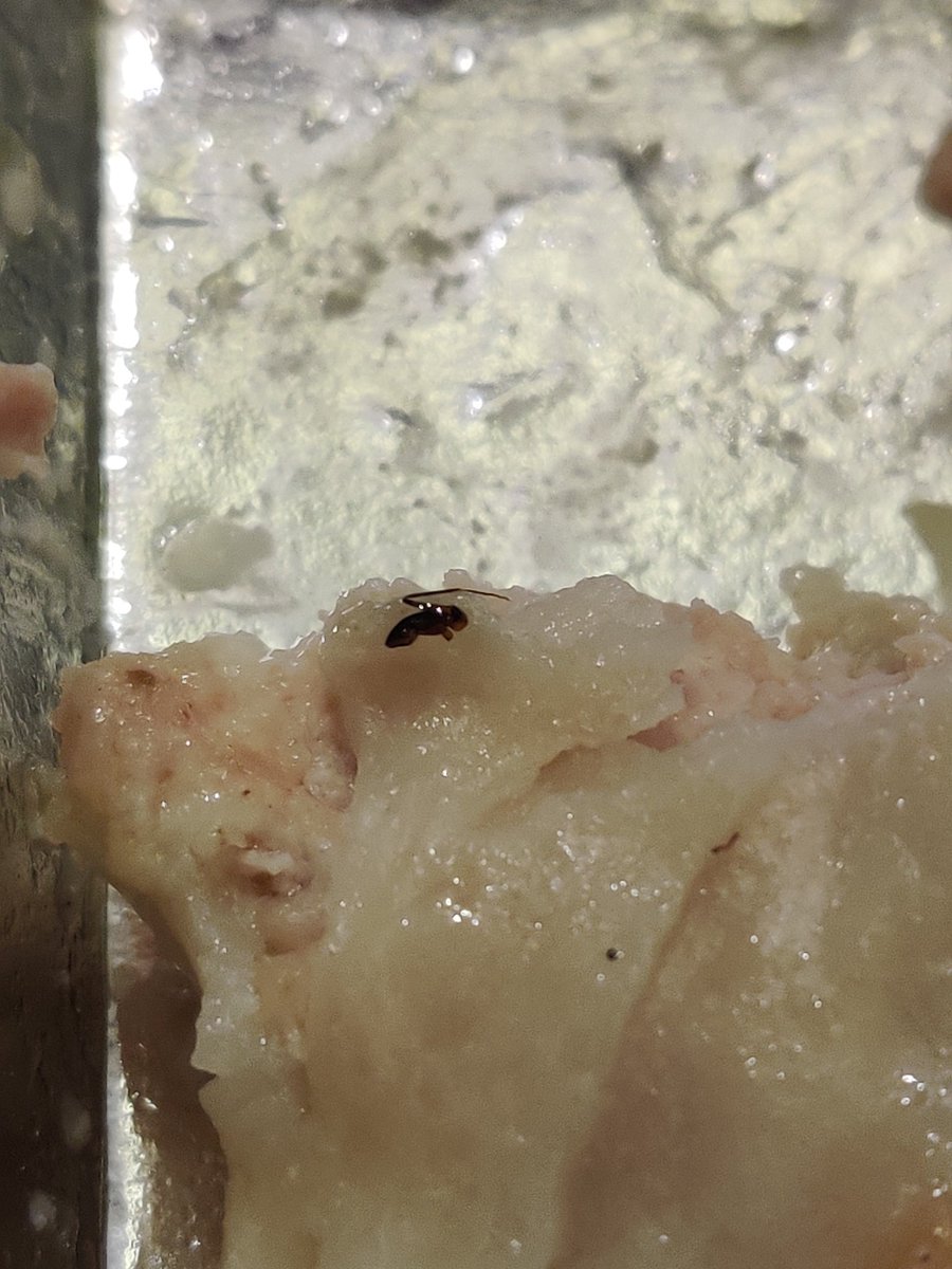 parshdelhi's tweet photo. @fssaiindia please help, I ordered food from Zomato- wow moms and found insect legs and hair https://t.co/JAFPBgOhUf