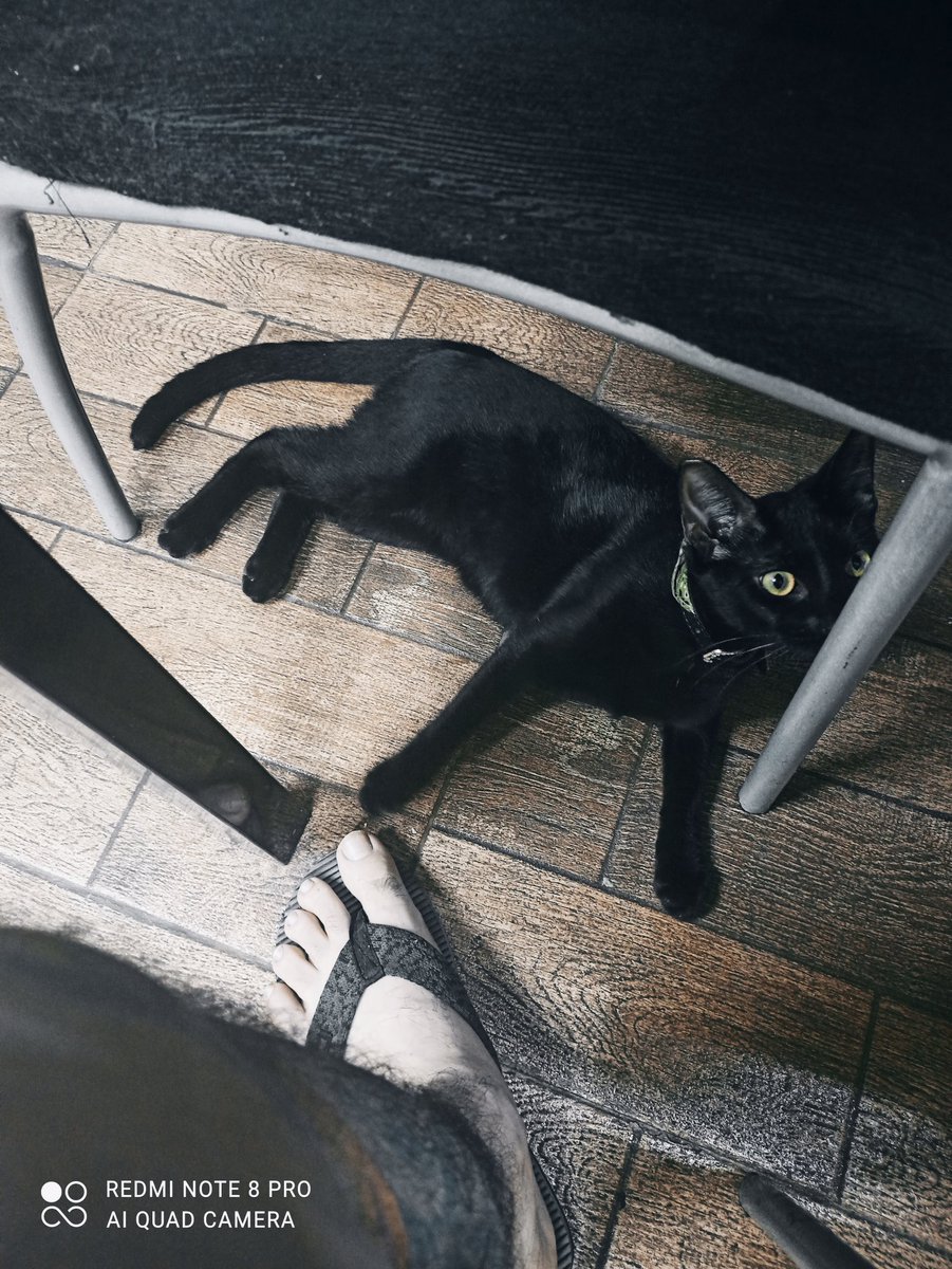 Midence_rocker's tweet photo. ¡Buenos días! Ya desayunamos y queremos dejarles las mejores vibras de Martes. 🙌🏻😁 De parte del carboncito con pañoleta y este servidor. #GoodMorningPanama #NeoTheCat https://t.co/rzfnSzaRin