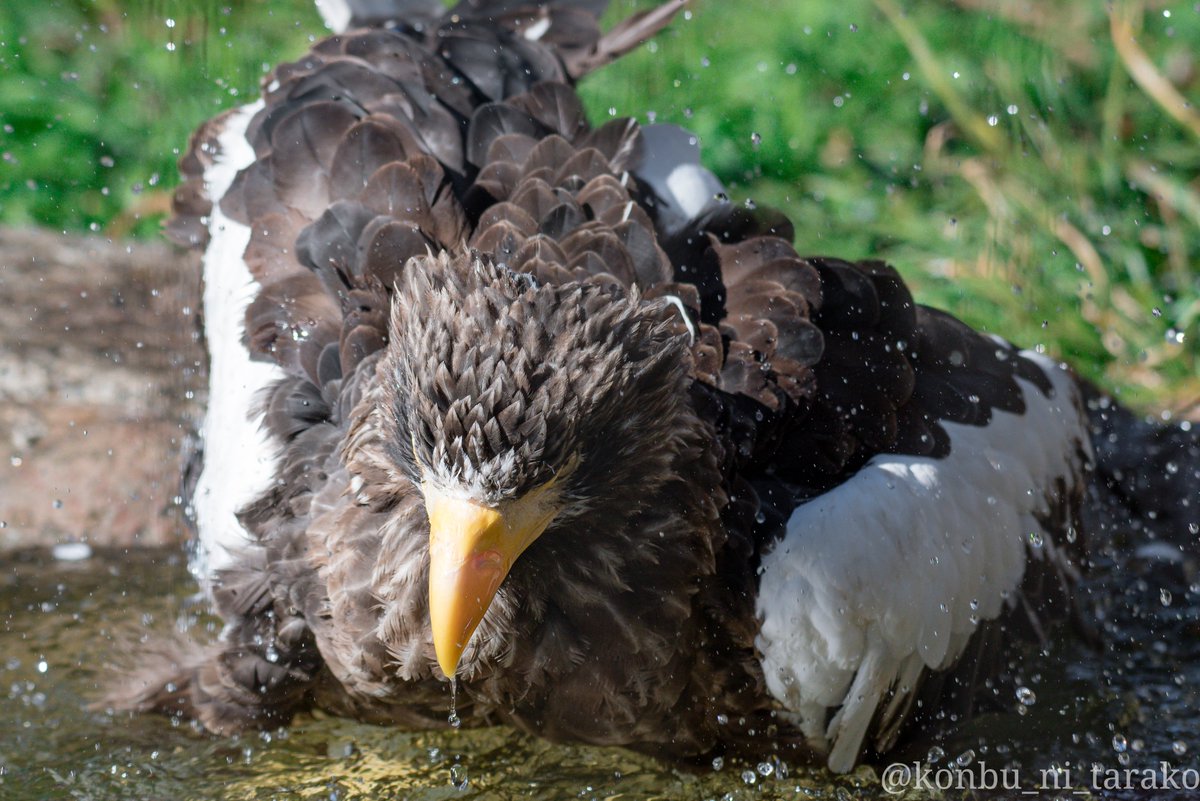 ダイナミック水浴び
#オオワシ #StellersSeaeagle #ホクト #東武動物公園