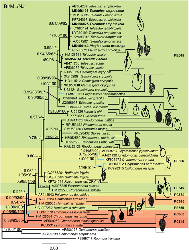 protistologists's tweet photo. Dimorphism in #cryptophytes—The case of Teleaulax amphioxeia/Plagioselmis prolonga and its ecological implications https://t.co/xLiOsmWQVS #algae #protists https://t.co/bt1niOOR6L