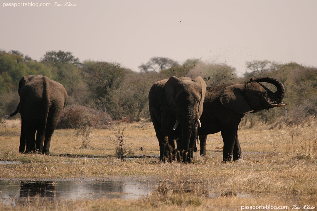 pasaporteblog's tweet photo. Poder fotografiar a estos elefantes en su hábitat natural fue una de las mejores experiencias de mi viaje por Botswana y Namibia https://t.co/fP8Gcn2wQU https://t.co/1nbPJ2kgYJ