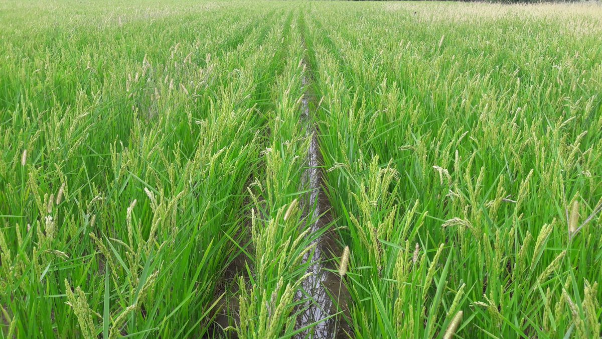 AGROENG_UdG's tweet photo. L'#arròs #ecològic comença a presentar colors daurants a #Pals! La parcel·la amb reg per inundació va un pèl més avançada que la que es rega amb degoteig enterrat.
Contents de col·laborar amb l'#Estany de Pals i @AdvPals
#RAPAE https://t.co/tPXX6Bx120