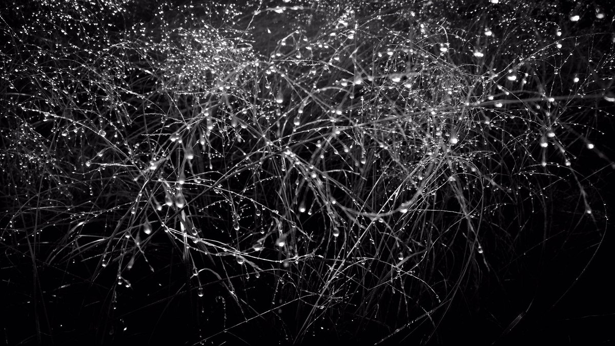 susiansas's tweet photo. morning dew... #bnwphotography #bnw #monochrome #abstractart https://t.co/1WKDc1frYr
