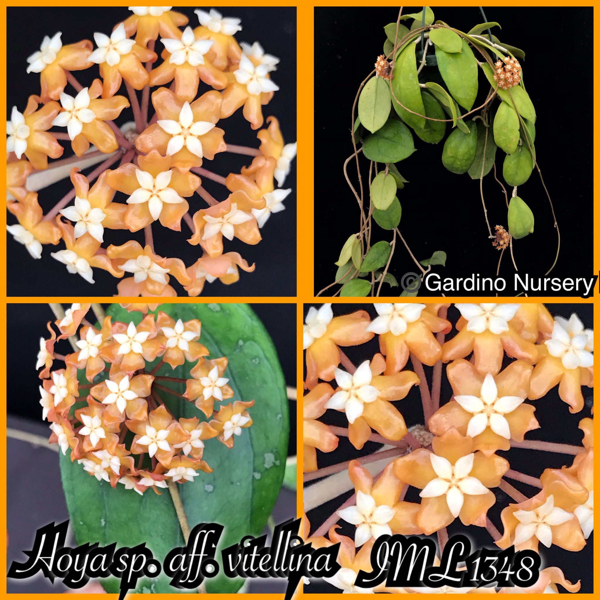 Hoya Plants on Twitter "Hoya sp. aff. vitellina. IML 1348. It’s native