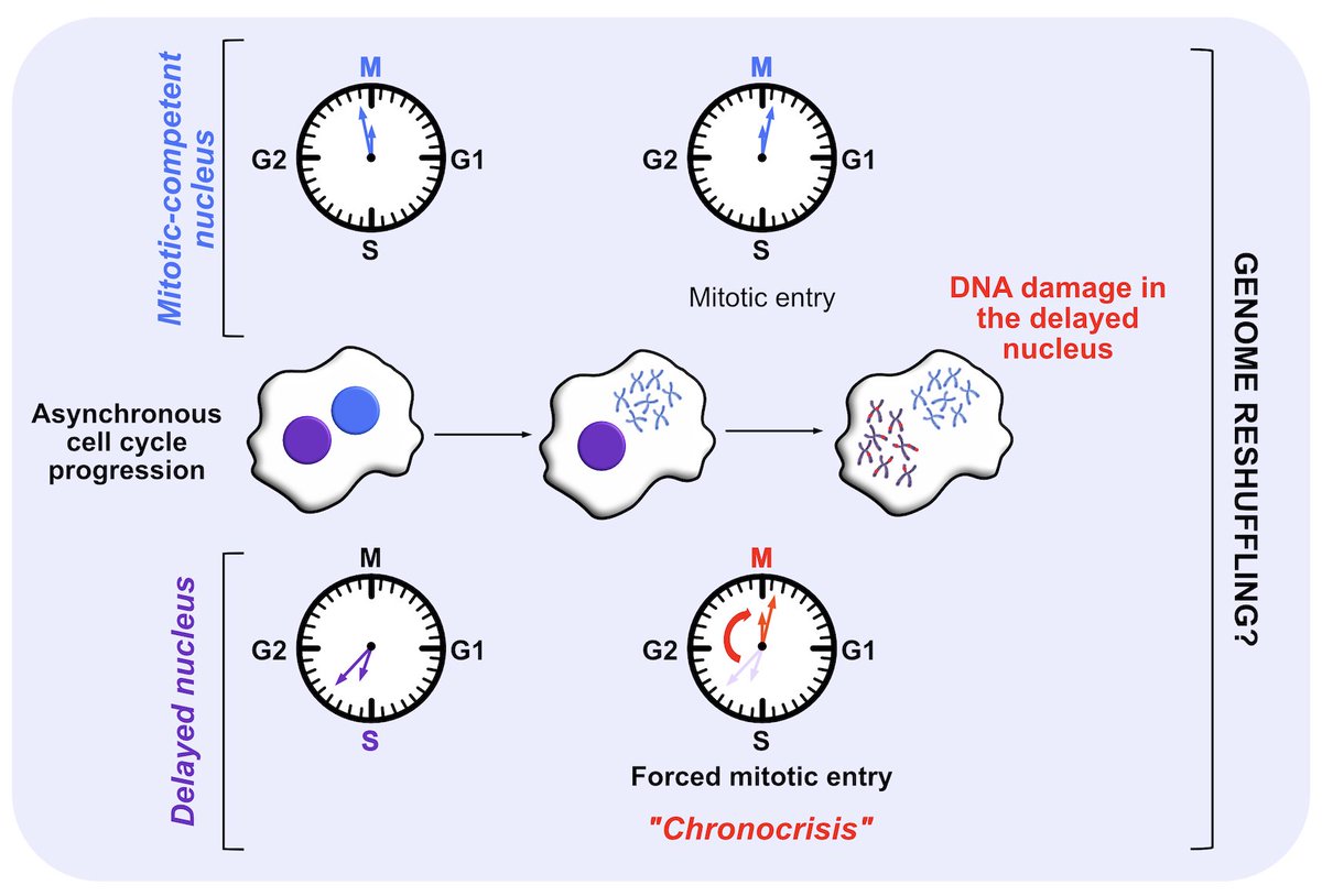Our review about polyploidy and its link with genetic instability is now available on Pubmed. Have a look! 
CHRONOCRISIS: When Cell Cycle Asynchrony Generates DNA Damage in Polyploid Cells
onlinelibrary.wiley.com/doi/full/10.10…