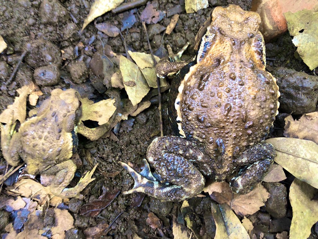 智光山公園こども動物園 公式 アズマヒキガエルです 智光山公園こども動物園では2匹のアズマヒキガエルを飼育しています 左の個体は今年生まれのためまだ小さいですが ヒキガエルは成長がとても早く約1年程で右の個体と同じくらいの大きさに成長し 智光山公園こども動物園 公式 アズマヒキガエルです 智光山公園こども動物園では2匹のアズマヒキガエルを飼育しています 左の個体は今年生まれのためまだ小さいですが ヒキガエルは成長がとても早く約1年程で右の個体と同じくらいの大きさに成長し