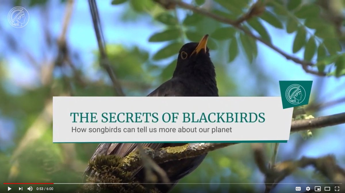 You've probably heard that the space-born global animal tracking system ICARUS has started operations 🛰️ 

If you need more convincing why this is a game-changer for  conservation, this beautiful short doco by <a href="/CONTEXTFILM/">CONTEXT-FILM</a> has the story: bit.ly/3c1SDTy <a href="/animaltracking/">Migration Dept., Max Planck Inst. Animal Behavior</a>