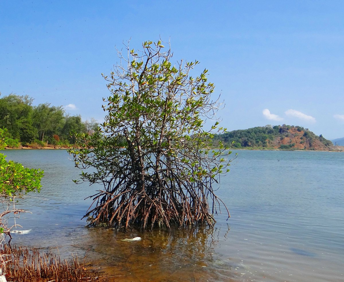 IucnOcean's tweet photo. We are currently looking for consultants to make assessments of socio-economic role of mangroves and their conservation frameworks in Mozambique. There is still a day left to apply!

Mozambique proposals due 17 Sept : https://t.co/q99mM7mswQ https://t.co/wijlfnVEO4