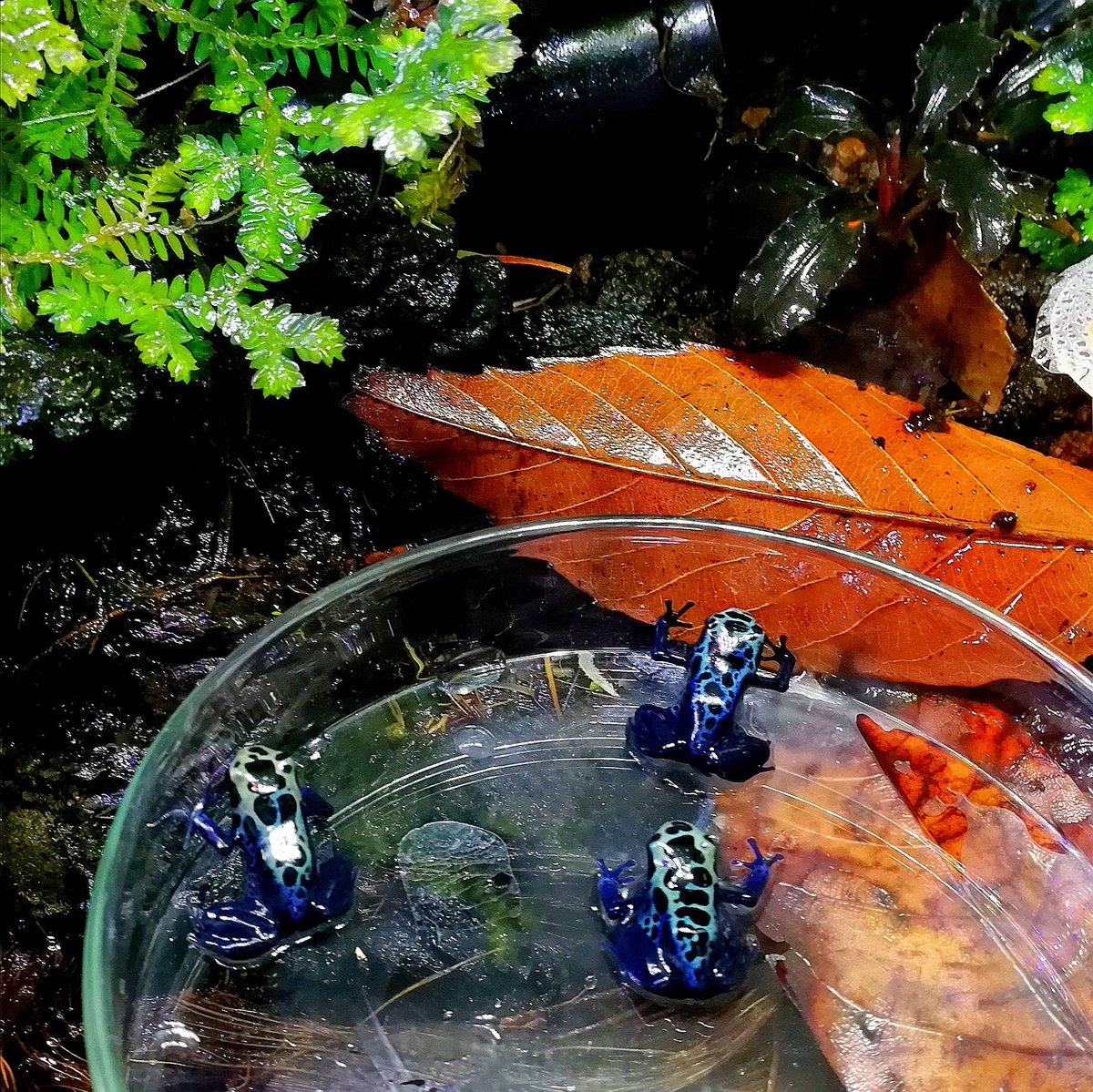 BlueGeckolab's tweet photo. .
ご新規3名様ご案内です。
#コバルトヤドクガエル
#Dendrobatesazureus https://t.co/XukTNvuqjb