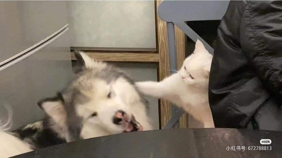 animals happiness 🐾 (@animalslooks) on Twitter photo 