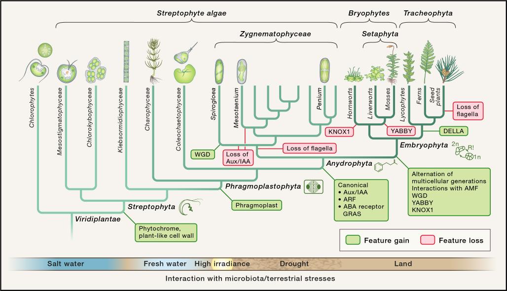 Stefan A. Rensing (@rensingstefan) on Twitter photo Also, here is a new scheme drawn by <a href="/diatomdeb/">Debbie Maizels</a> that some of you might find useful (basis for figure in pubmed.ncbi.nlm.nih.gov/32470404/) #MAdLand2020 Also, here is a new scheme drawn by <a href="/diatomdeb/">Debbie Maizels</a> that some of you might find useful (basis for figure in pubmed.ncbi.nlm.nih.gov/32470404/) #MAdLand2020