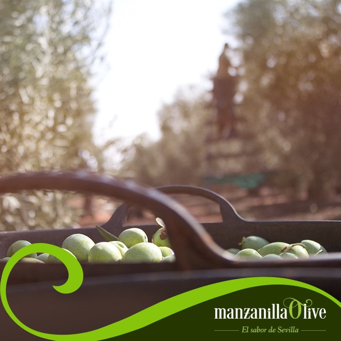 Oleand Manzanilla Olive tweet media