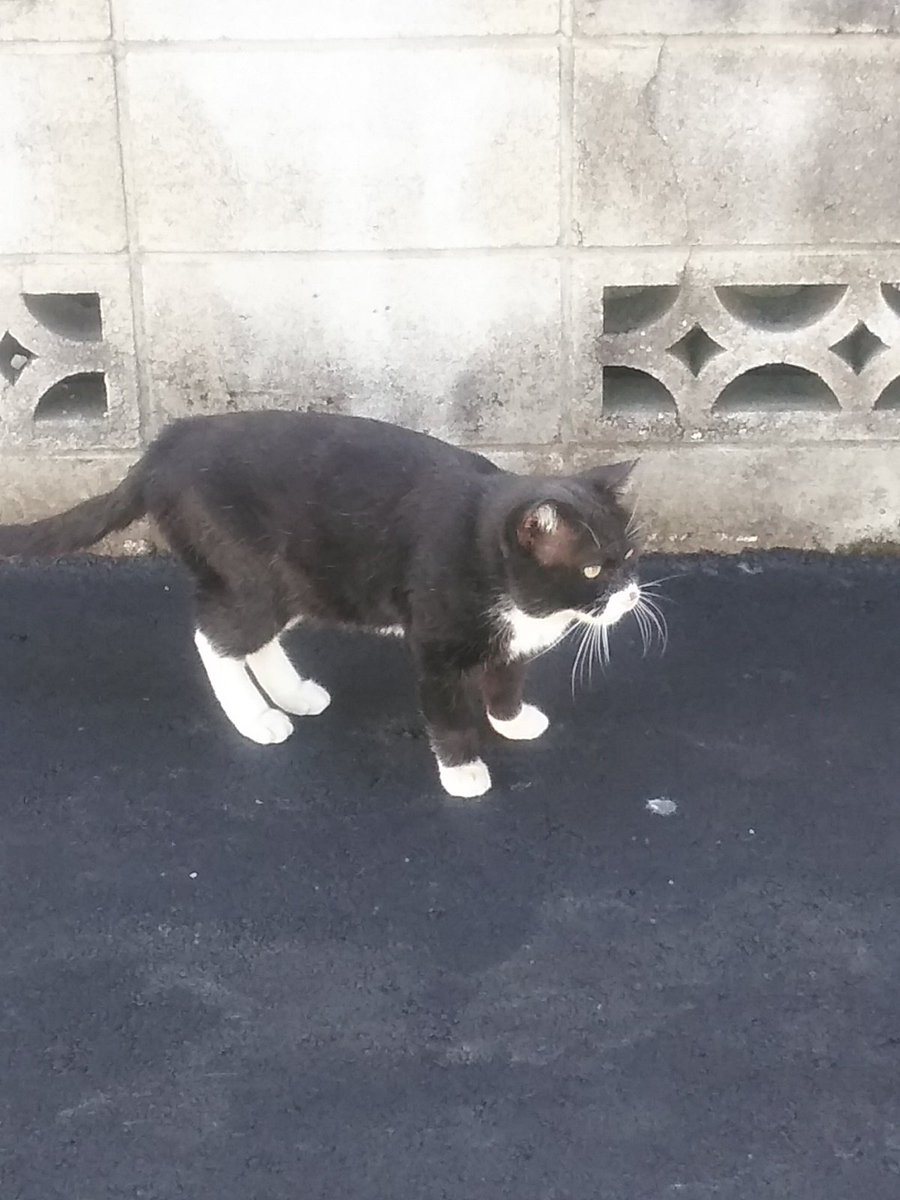 のぶキャット 5lwyadnps1rswn2 Twitter