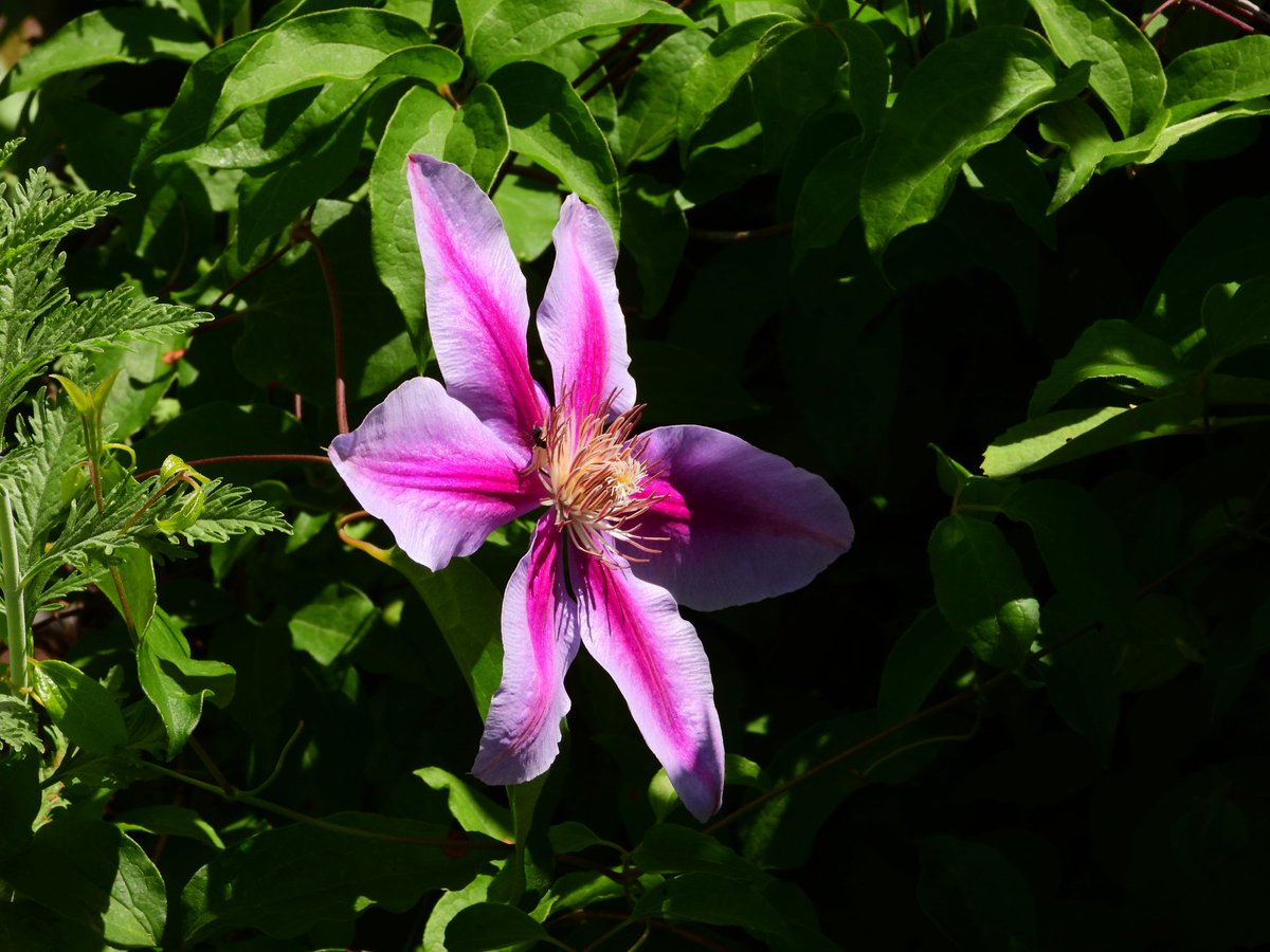 ScapedHome's tweet photo. #scaped #scapedhome
#landscapearchitecture #landscapephotography #landscapedesign #garden #gardening #gardendesign #flowers #flowerphotography #plants #planting #nature #naturephotography https://t.co/tWgNRPPbLl
