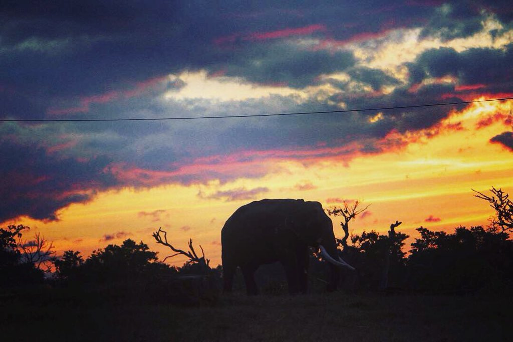 ParveenKaswan's tweet photo. Do you know #elephants are civil engineers of #forests, they build roads with their footsteps. They built rivers while walking in them. They are #farmers who help in regeneration and help in checking soil erosion.

In ancient India they were temple builders. #EngineersDay https://t.co/T5imbMV8jv
