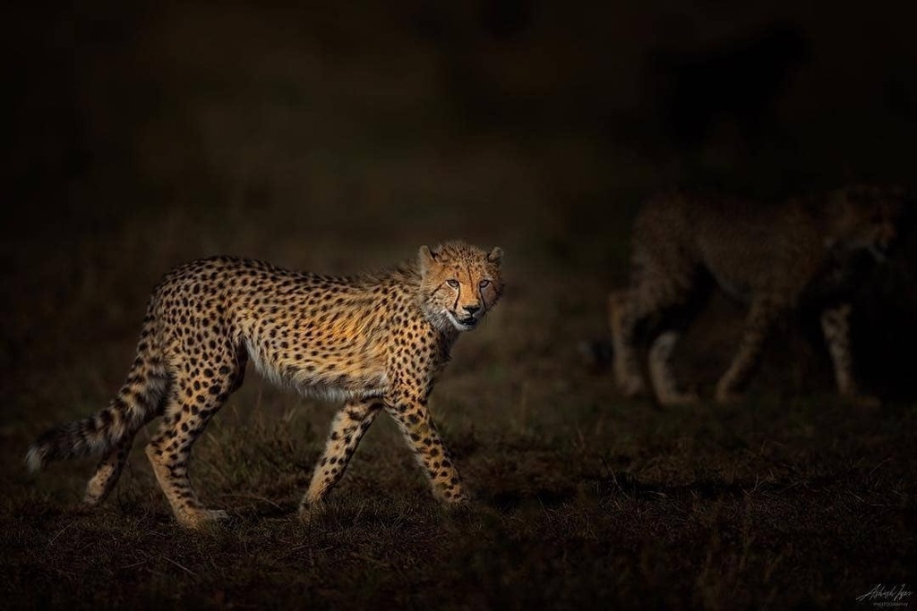 BigCatsIndia's tweet photo. Cheetah Swag. 🔥🔥🔥
.
.
.
.
.
.
.
.
.
.
.
Follow @bigcatsindia for more

Pic Credits @ashishiyer

#bigcatsindia #bigcats #savebigcats #savetigers #savelions #saveleopards #savewildlife #savenature #savethetiger #wildlifeconservation #wildlifephotography #wildlifeindia #saveear… https://t.co/nDbk8qGqI2