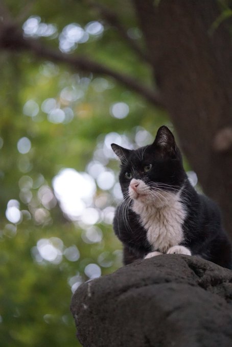 ねこかますさん の人気ツイート 1 Whotwi グラフィカルtwitter分析