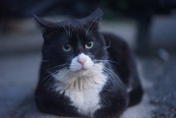 ねこかますさん の人気ツイート 1 Whotwi グラフィカルtwitter分析