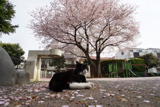ねこかますさん の人気ツイート 1 Whotwi グラフィカルtwitter分析