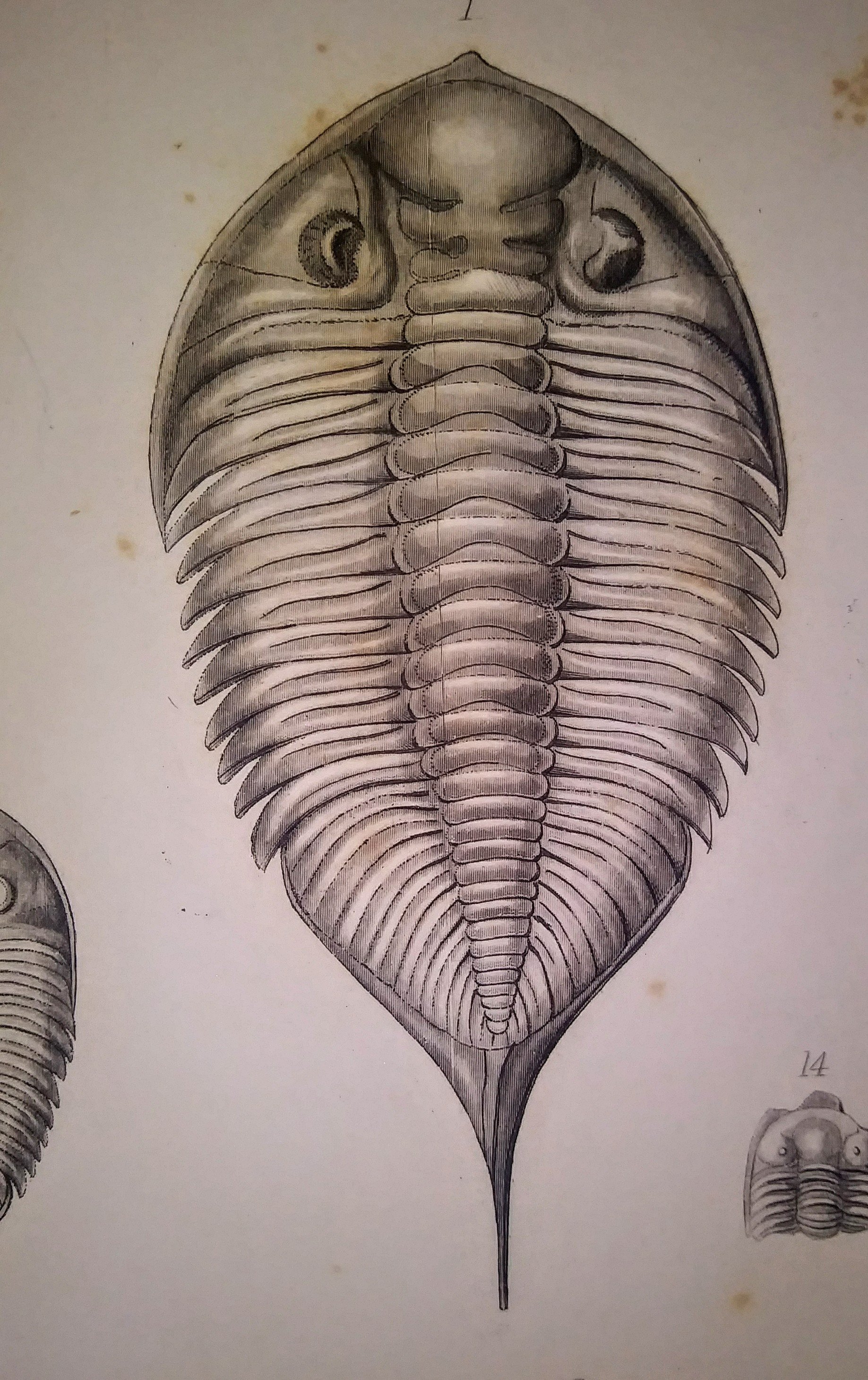 Cameron Muskelly (Explorer of Deep Time) 🕒 on Twitter "