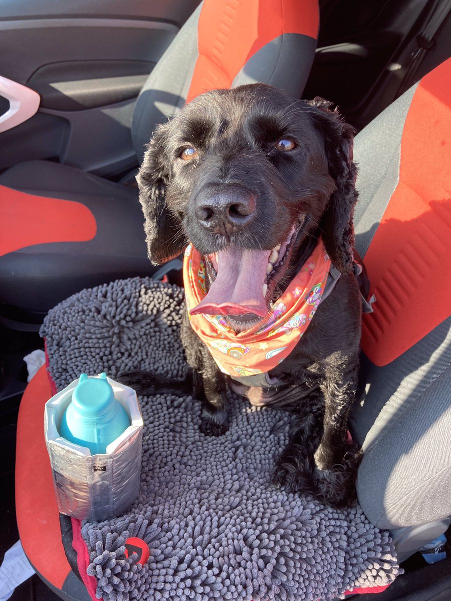 RiffRAF18's tweet photo. Hoomum takes enough water wiv her on our walks to fill up several camels. However, I prefer the one left in the car. #dogsoftwitter #notadiva https://t.co/fr51ObSaY3