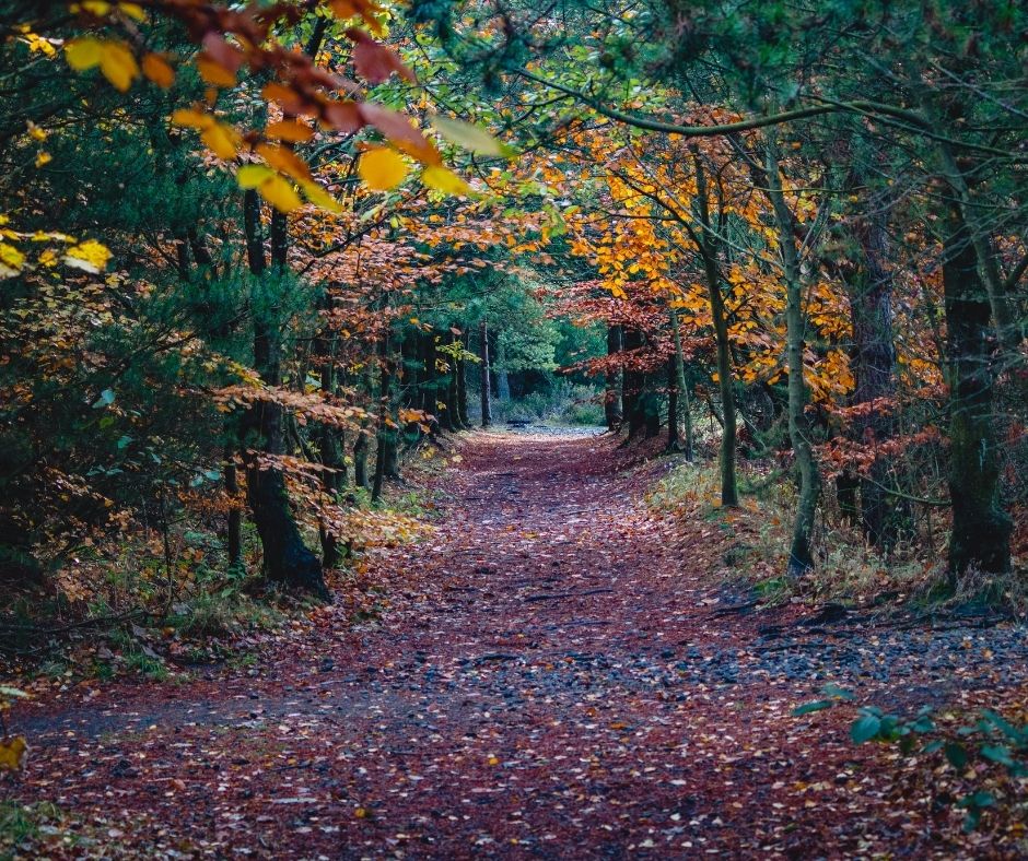 Autumn has to be our favourite time of year, the clear skies, the fresh mornings and the promise of a couple of months of stunning colours across our woodlands. Our blog this month takes you on some of our favourite Autumn destinations.
stoswaldsfarm.co.uk/blog/2020/autu…
#blog #autumnwalks