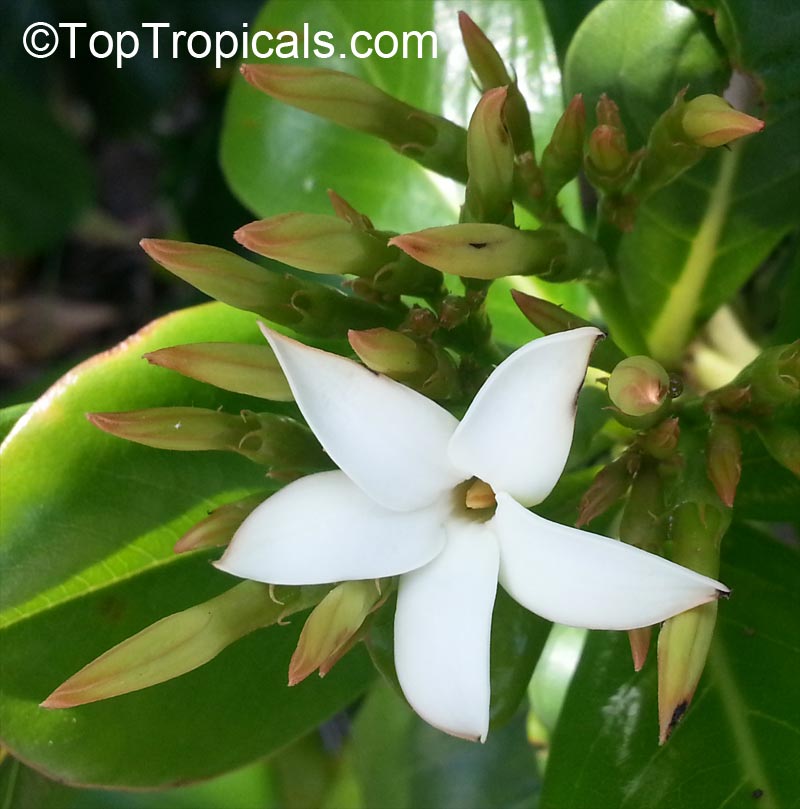 toptropicals's tweet photo. #Genipa clusiifolia - Seven Year Apple is a tough shrub. Creamy flowers produce a bouquet worthy of the attention of the esteemed parfumiers of Europe. Fruits develop slowly over the course of one year.
https://t.co/EaHe96WdFx
#floweringshrubs
#fragrantplants
#TuesdayTreat https://t.co/WdvF2QdJom