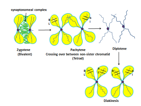Bio_Trivia's tweet photo. Chromosomal crossover is the process of recombinant chromosome formation by exchanging the genetic segment between non-sister chromatids of homologous chromosome pairs.

Read the full article here 👉 https://t.co/zxfcGY38xL

#chromosomal #meiosi #dna #recombinant #bio_trivia https://t.co/8xKxHLRbVO