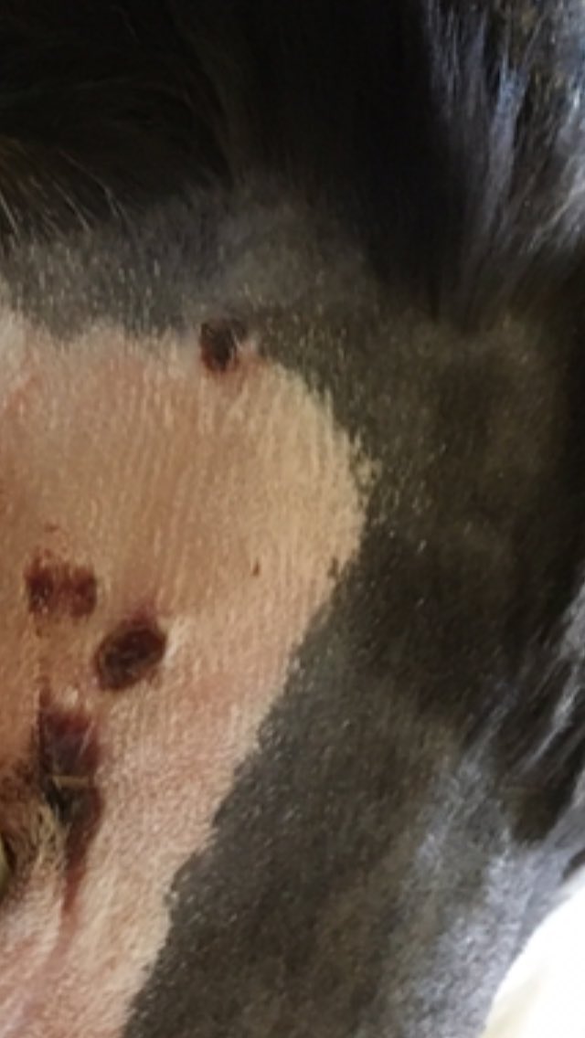 👮🏼Appeal for information, as to which cruel individual, has shot Millie the cat, with an air weapon.. 😠pellets lodged in neck and shoulder.. 😿Emley, Huddersfield.. Tel:101, crime no: 13200463448 #CatsOfTwitter #MondayMotivation #AnimalCruelty https://t.co/B5mNf03xZL