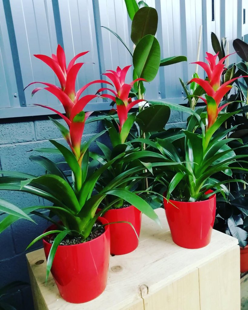 ViveMontecarlo's tweet photo. Cuida tus #guzmanias siempre manteniendo las plantas con humedad y trata de evitar la luz solar directa. Esta planta es de origen tropical de la familia de las #bromelias dará color y alegría en tu hogar...#viveelvivero #Zaragoza #plantasdetemporada https://t.co/yWcglzp9QF