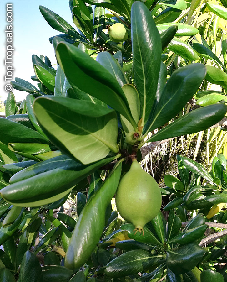 toptropicals's tweet photo. #Genipa clusiifolia - Seven Year Apple is a tough shrub. Creamy flowers produce a bouquet worthy of the attention of the esteemed parfumiers of Europe. Fruits develop slowly over the course of one year.
https://t.co/EaHe96WdFx
#floweringshrubs
#fragrantplants
#TuesdayTreat https://t.co/WdvF2QdJom