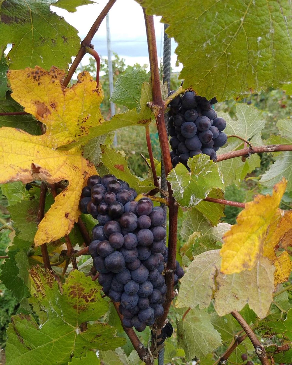 Just a snippet of our Pinot Muenier grapes also just a few weeks away from ripening 😋 Tasting good! Shh 🤫 

#pinotmeunier #essexwine #englishwine #crouchvalley #crouchvalleywineregion #crouchvalleywine #crouchvalleyvineyard 

📸 Thanks Dale!