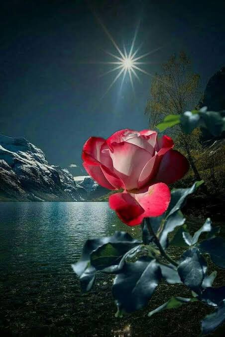 Patience is not sitting and waiting.
It is foreseeing. It’s looking at the thorn&amp; seeing the rose. Looking at the night &amp; seeing the day.

~Rumi~