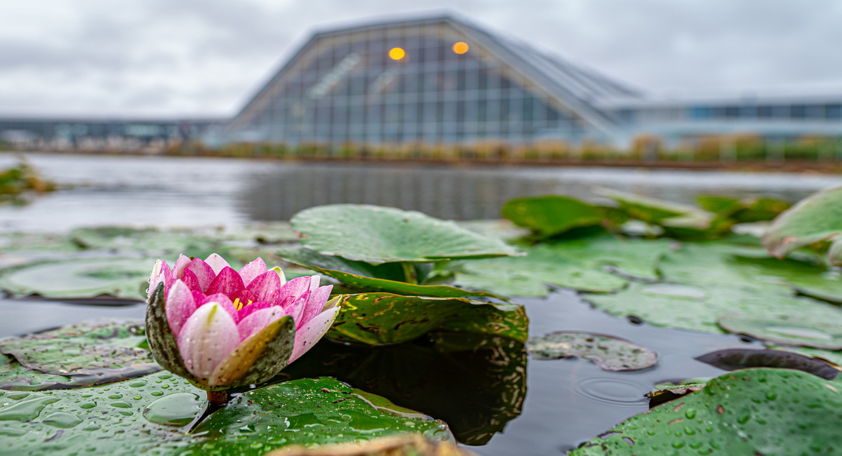ThermeGroup's tweet photo. With over 800,000 plants including 1,500 palm trees, countless orchids and many other unique species, Therme Bucharest hosts the largest botanical garden in Romania!
#ThermeGroup #Bucharesti #biodiverse https://t.co/USFq0eqbhA