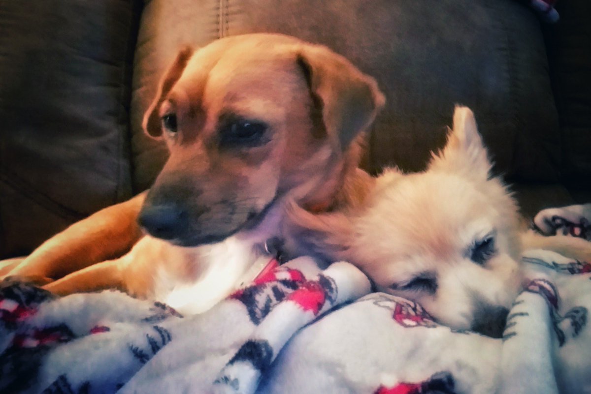 MissyTrixie's tweet photo. Buddies #dogsoftwitter https://t.co/x3J3mV28HZ