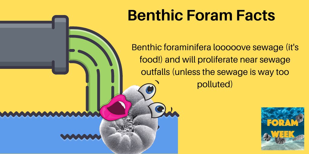 ForamWeek's tweet photo. #BenthicForam #ForamWeek2020 https://t.co/DzoFPoLJUj