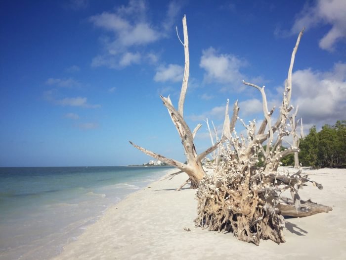 OurCaptivaLLC's tweet photo. #captiva #ourcaptiva #beachfinds https://t.co/U4NyB45FhD