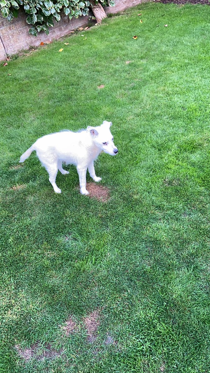 Babyfarmgroup's tweet photo. My old old girl
18 in a few months but still eats well (as long as sheโs hand fed) and wanders around her garden.
Blind for around 2 years, deaf since 2014ish and very frail now.
#dogsoftwitter #patterjack #terrier #oldgirl #FloDog https://t.co/I0XVysFGzB