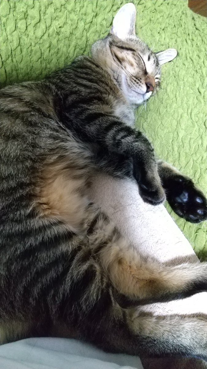 栗 司政官の椅子 机の3dモデル配布中 در توییتر 子猫のお腹がパンパンでぷにぷになのってミルクなのかな いのちが来たばかりの頃 あまりに お腹だけ大きいからアフリカとかの栄養失調の子どもに見えちゃって 飢えてるのか満腹なのか見極め難しかったんだけど 今は 栗 司政官の椅子 机の3dモデル配布中 در توییتر 子猫のお腹がパンパンでぷにぷになのってミルクなのかな いのちが来たばかりの頃 あまりに お腹だけ大きいからアフリカとかの栄養失調の子どもに見えちゃって 飢えてるのか満腹なのか見極め難しかったんだけど 今は