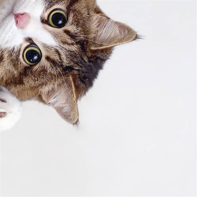 facekittens's tweet photo. but when you're not paying it to me 🐱 https://t.co/VgC3lsu5E8