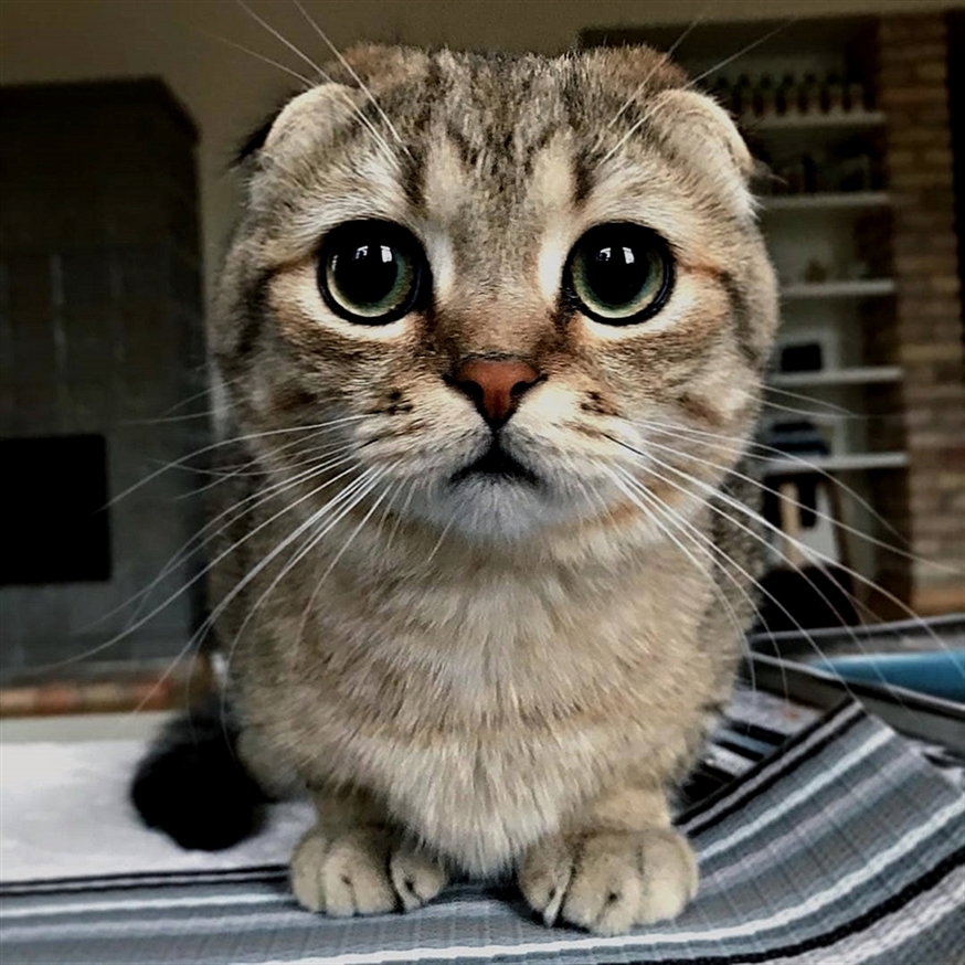 Hey Kitties tweet media