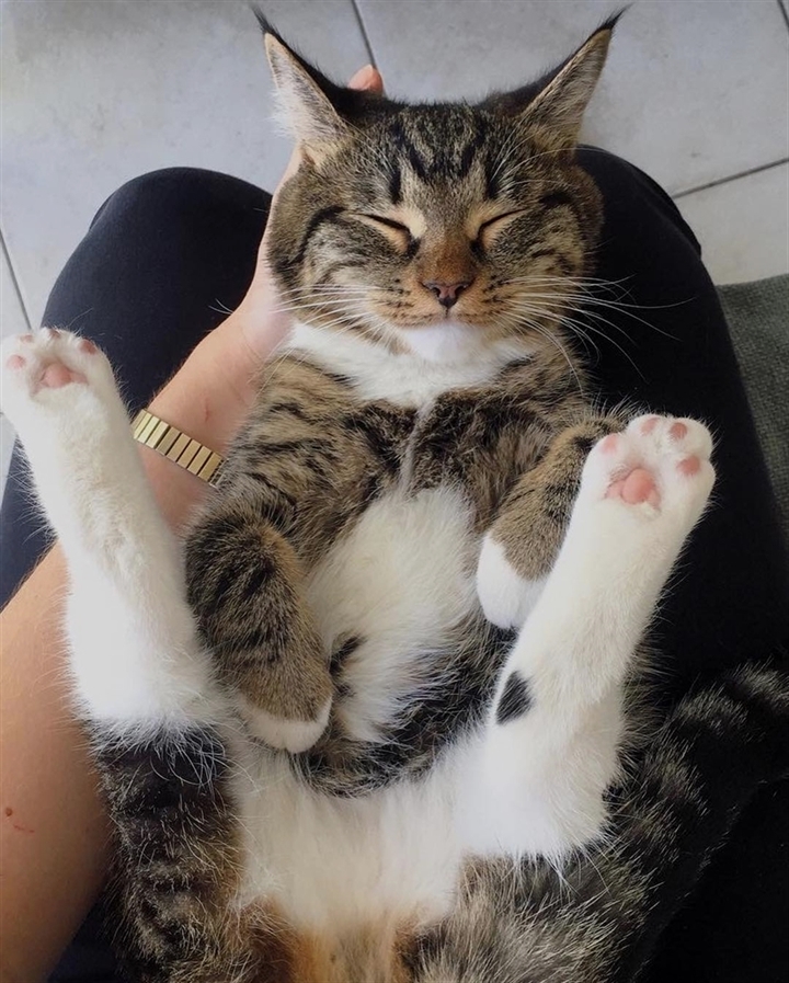 Cats Happiness tweet media